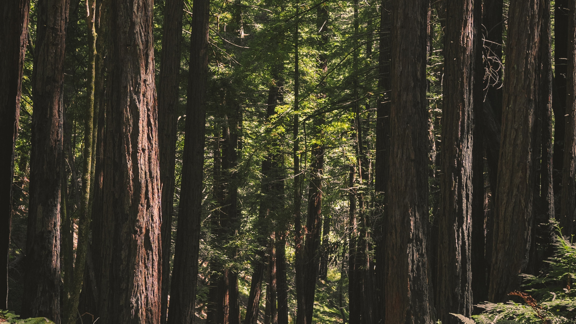 Tree, Forest, Natural Environment, Natural Landscape, Nature. Wallpaper in 1920x1080 Resolution