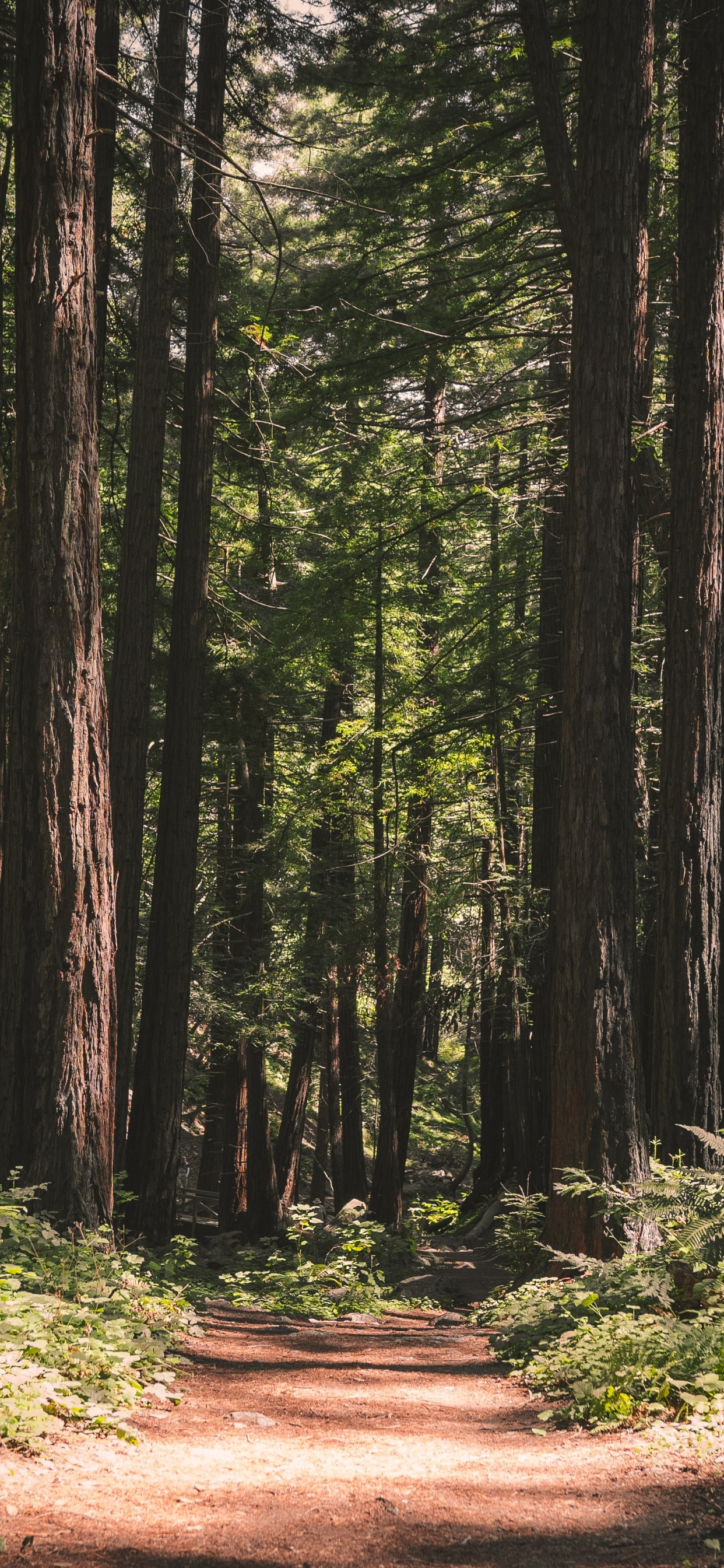 Entorno Natural, Paisaje Natural, Naturaleza, Bosque, Los Bosques de Viejo Crecimiento. Wallpaper in 1242x2688 Resolution