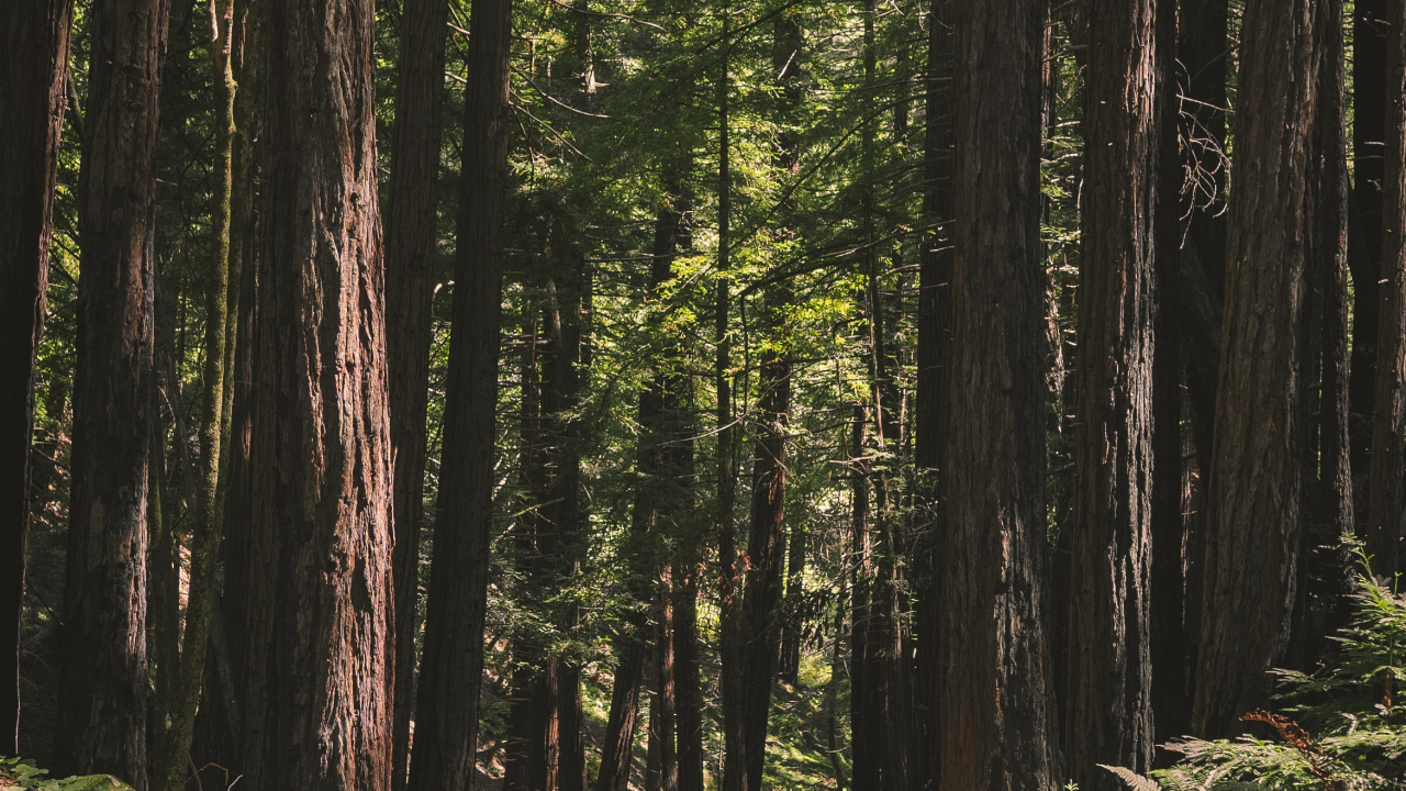 Entorno Natural, Paisaje Natural, Naturaleza, Bosque, Los Bosques de Viejo Crecimiento. Wallpaper in 1280x720 Resolution