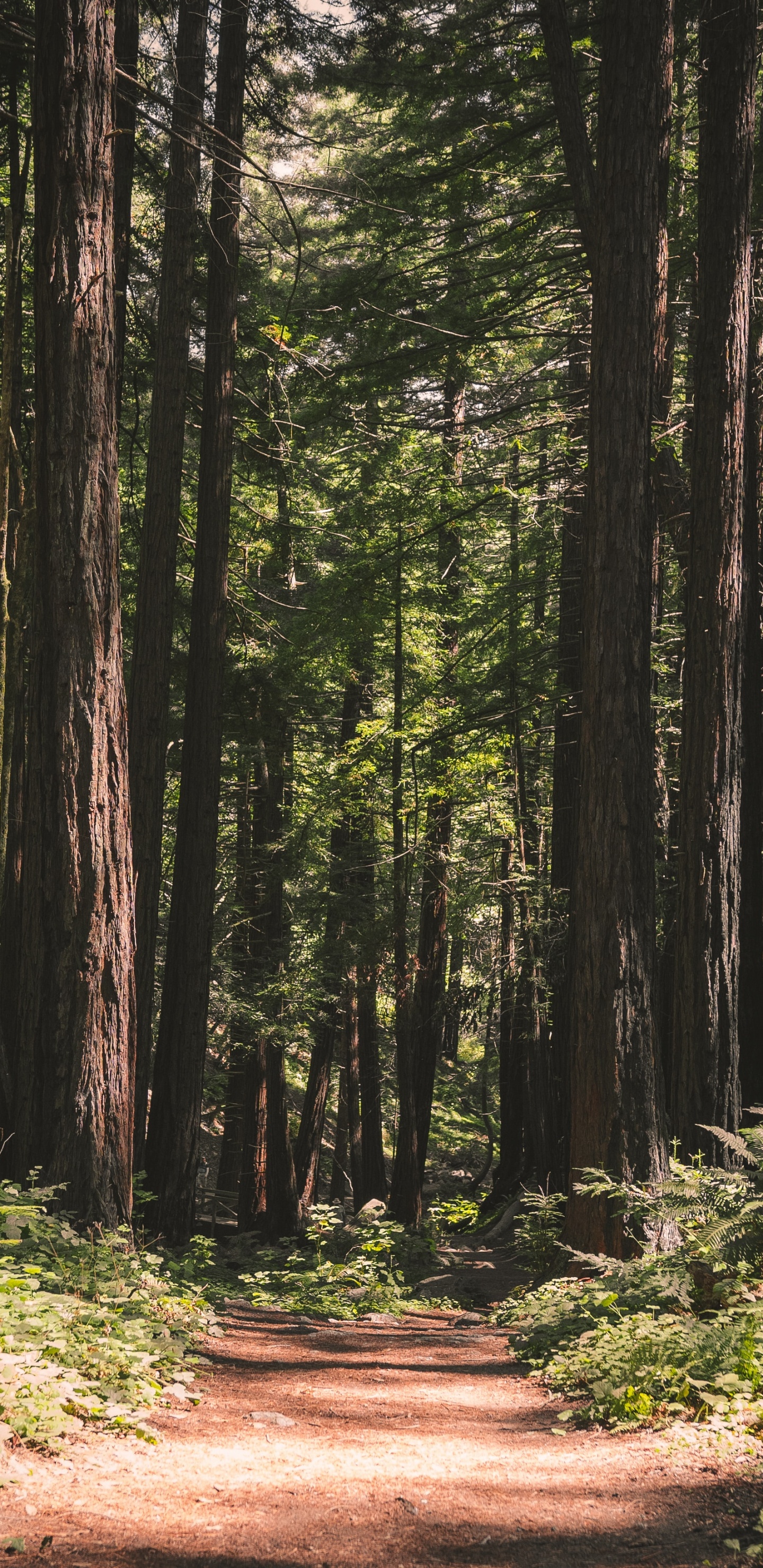 Entorno Natural, Paisaje Natural, Naturaleza, Bosque, Los Bosques de Viejo Crecimiento. Wallpaper in 1440x2960 Resolution