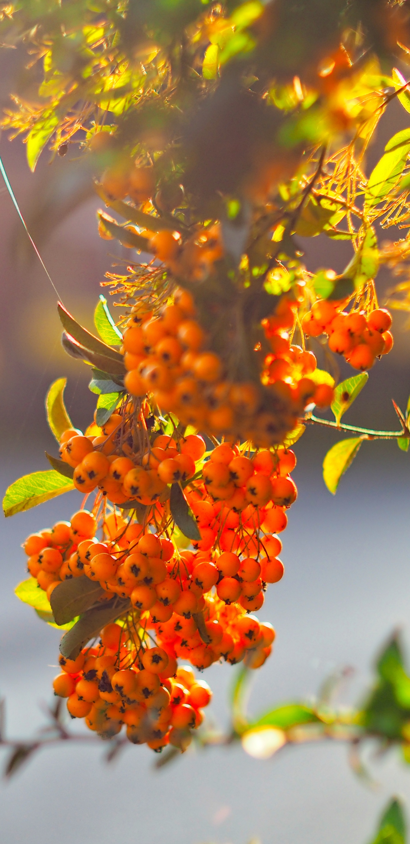 Flower, Branch, Plant, Leaf, Tree. Wallpaper in 1440x2960 Resolution