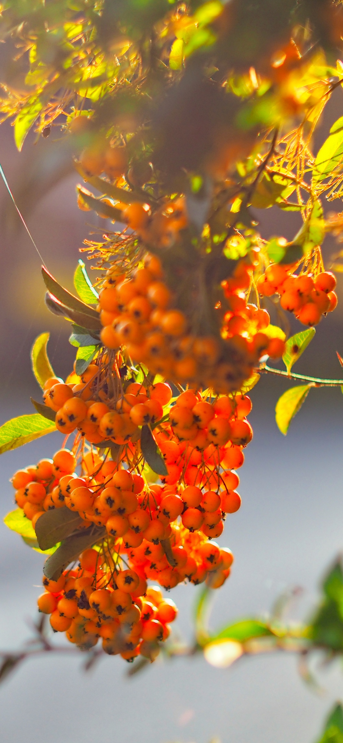 Branch, Blatt, Baum, Zweig, Frühjahr. Wallpaper in 1125x2436 Resolution