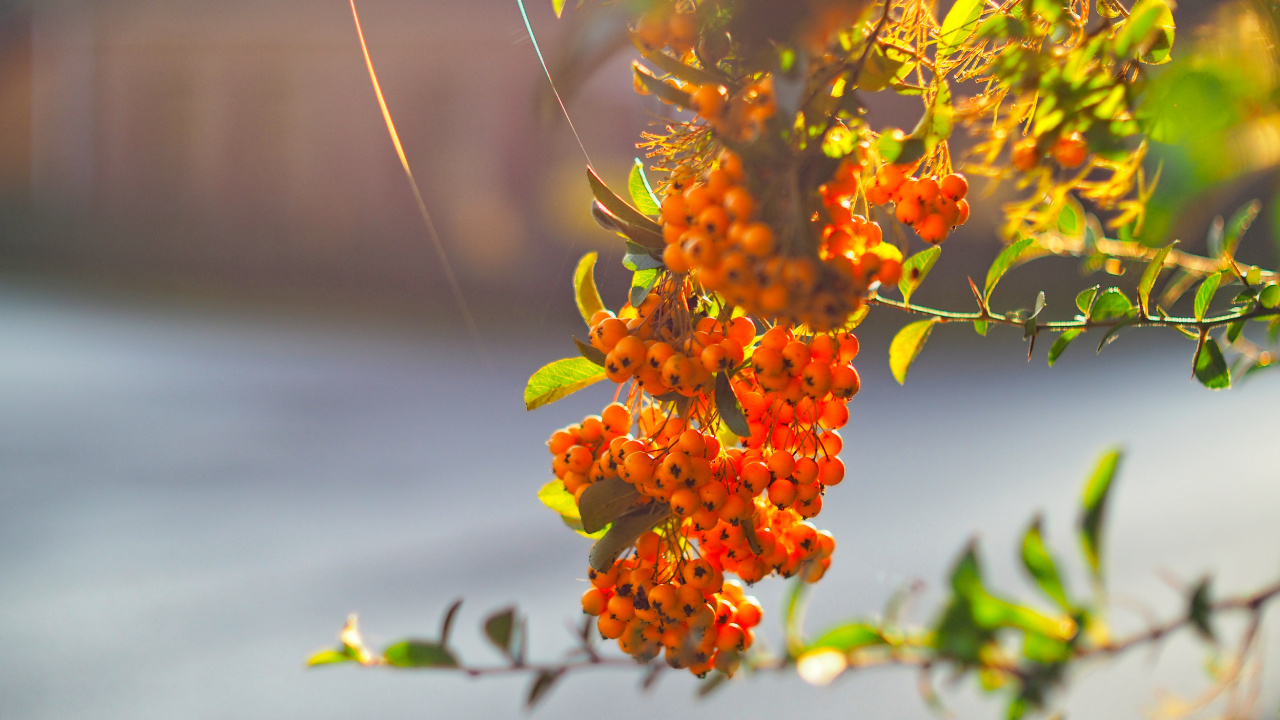 Branch, Blatt, Baum, Zweig, Frühjahr. Wallpaper in 1280x720 Resolution