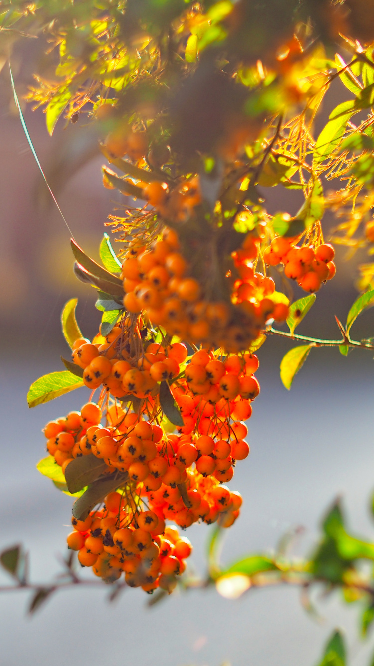 Branch, Blatt, Baum, Zweig, Frühjahr. Wallpaper in 750x1334 Resolution