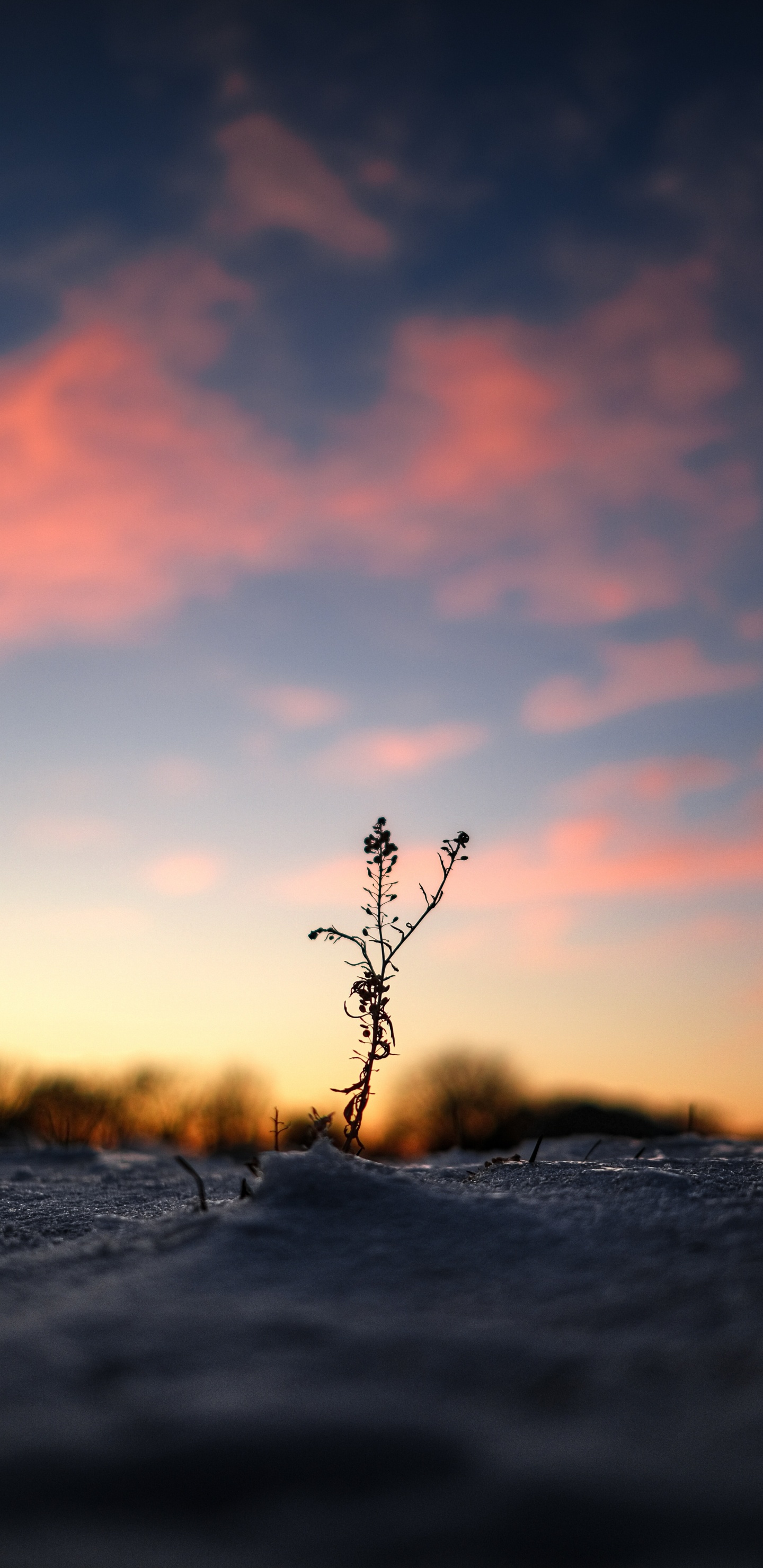 Sonnenuntergang, Wasser, Horizont, Natur, Cloud. Wallpaper in 1440x2960 Resolution