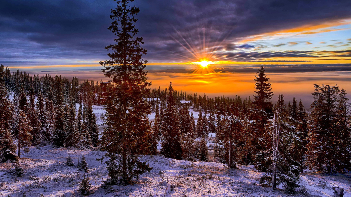 Pins Couverts de Neige au Coucher du Soleil. Wallpaper in 1366x768 Resolution