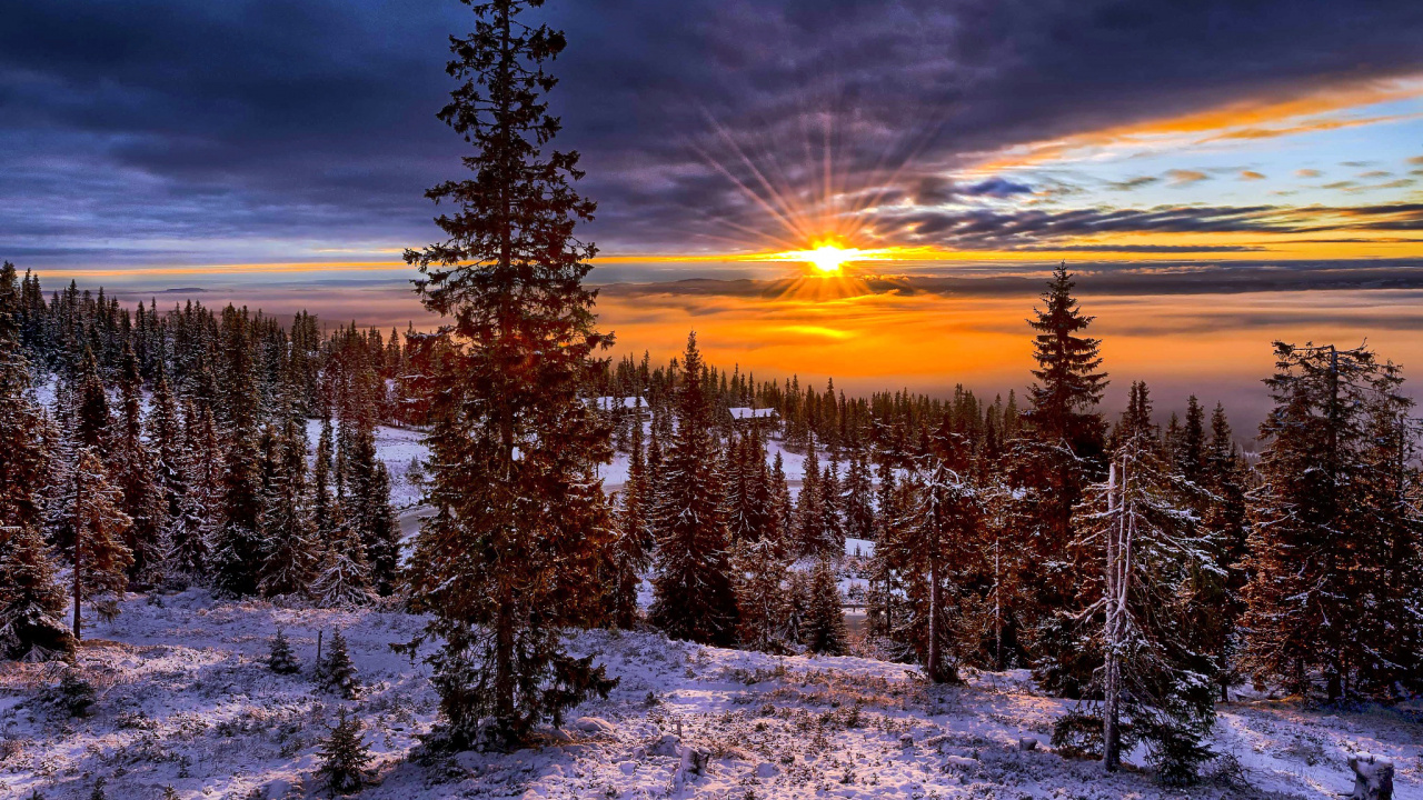 Schneebedeckte Kiefern Bei Sonnenuntergang. Wallpaper in 1280x720 Resolution