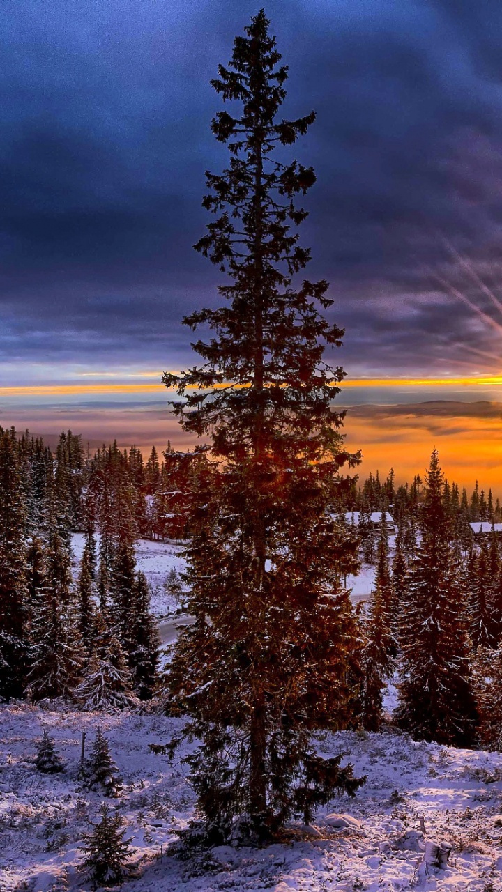 Snow Covered Pine Trees During Sunset. Wallpaper in 720x1280 Resolution