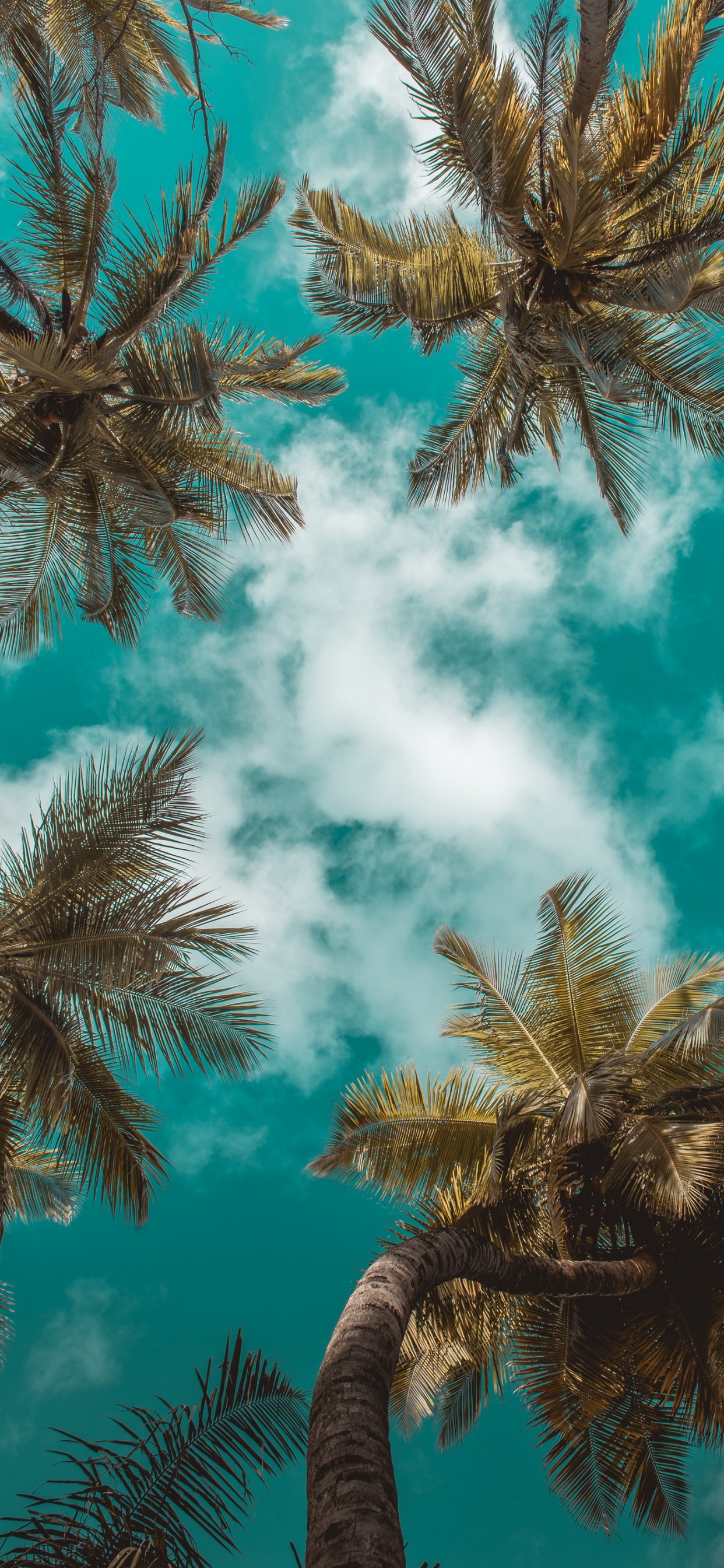 Summer, Cloud, Daytime, Leaf, Azure. Wallpaper in 1242x2688 Resolution