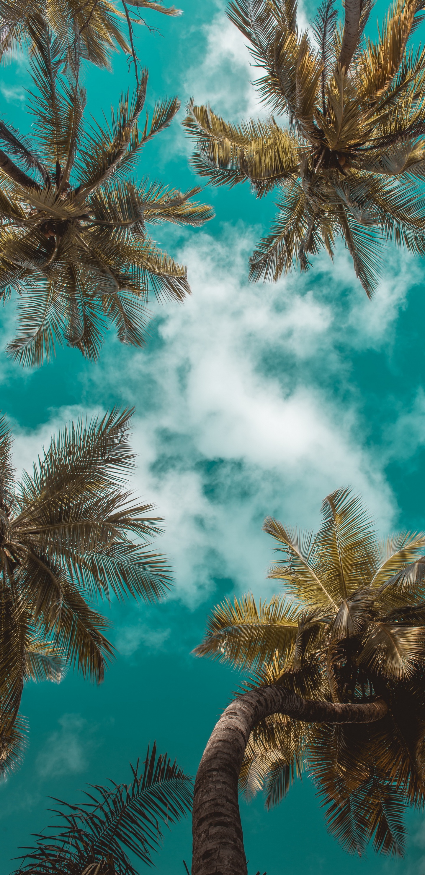 Summer, Cloud, Daytime, Leaf, Azure. Wallpaper in 1440x2960 Resolution