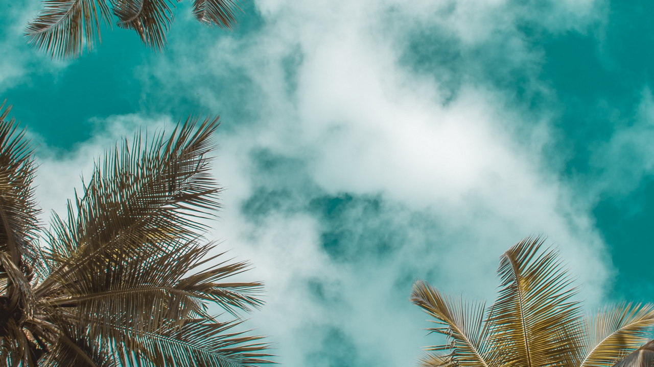 Verano, Azure, Naturaleza, Verde, Sucursal. Wallpaper in 1280x720 Resolution