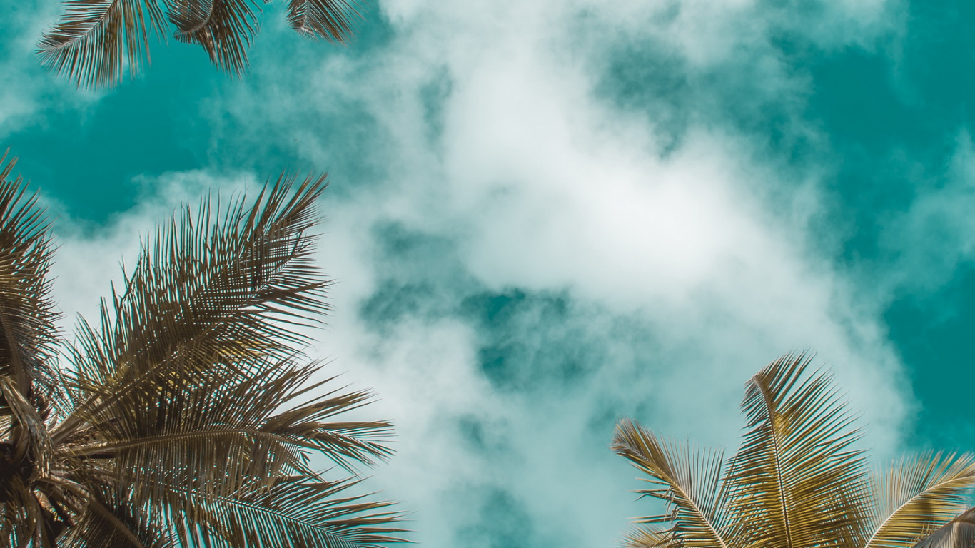 Verano, Azure, Naturaleza, Verde, Sucursal. Wallpaper in 1366x768 Resolution