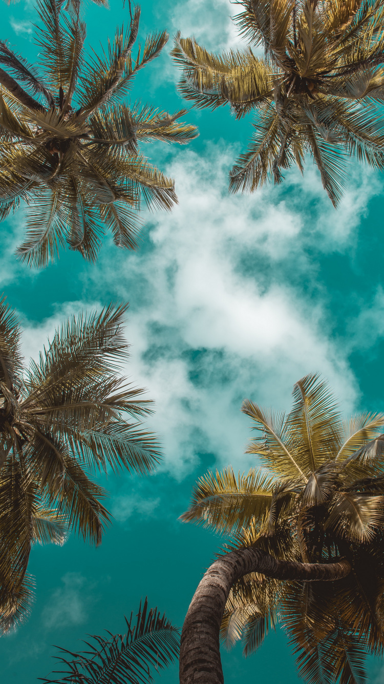 Verano, Azure, Naturaleza, Verde, Sucursal. Wallpaper in 750x1334 Resolution