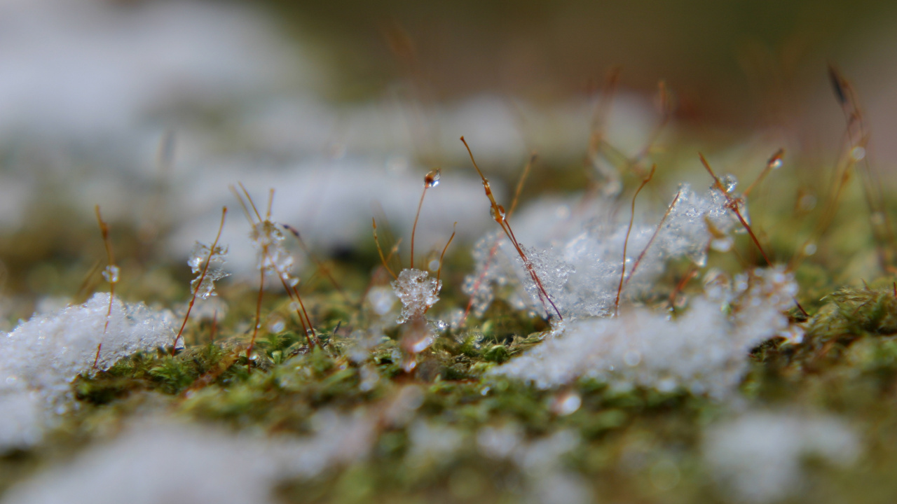 Tige de Plante Brune et Blanche. Wallpaper in 1280x720 Resolution