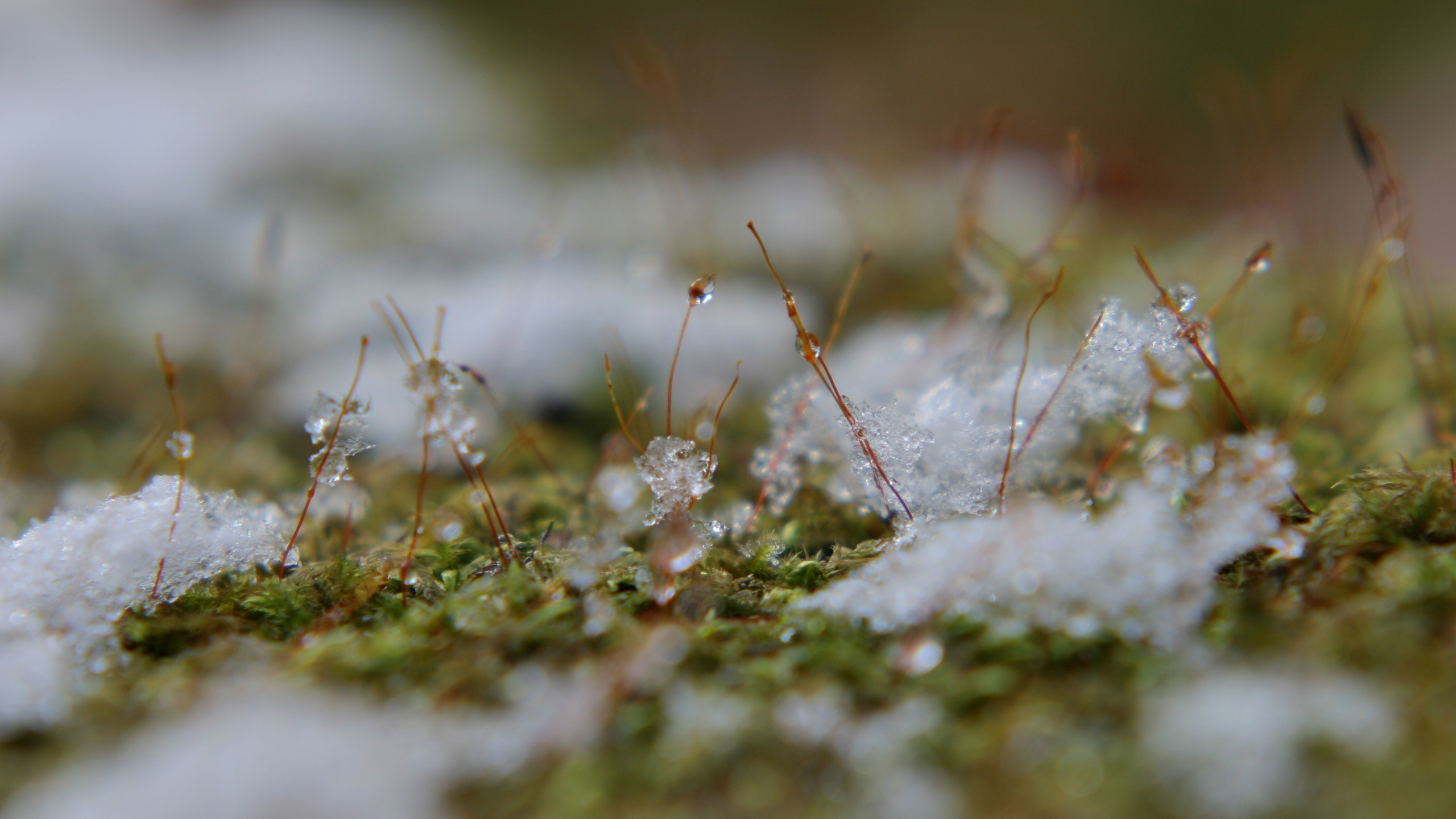 Tige de Plante Brune et Blanche. Wallpaper in 2560x1440 Resolution