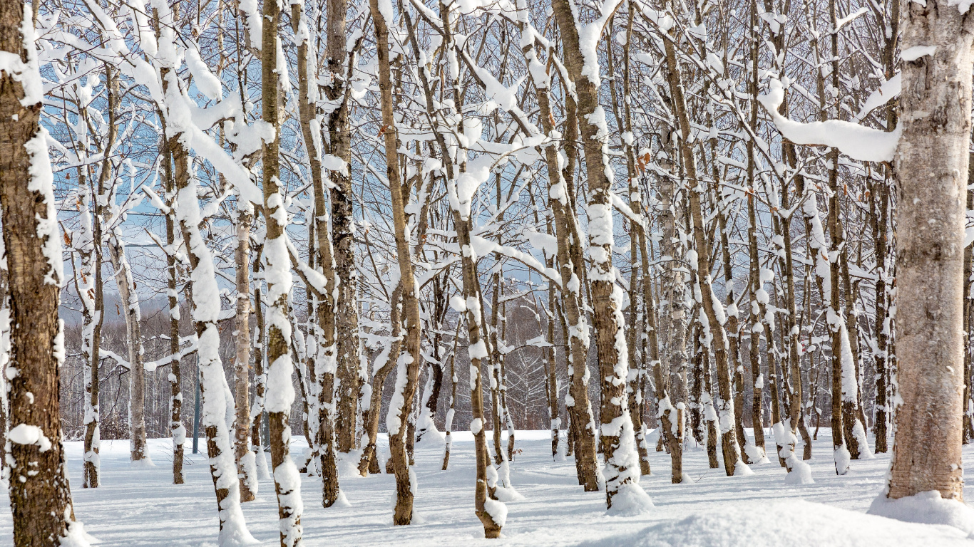 Neige en Forêt, Neige, Paysage Naturel, Rameau, Congélation. Wallpaper in 1366x768 Resolution