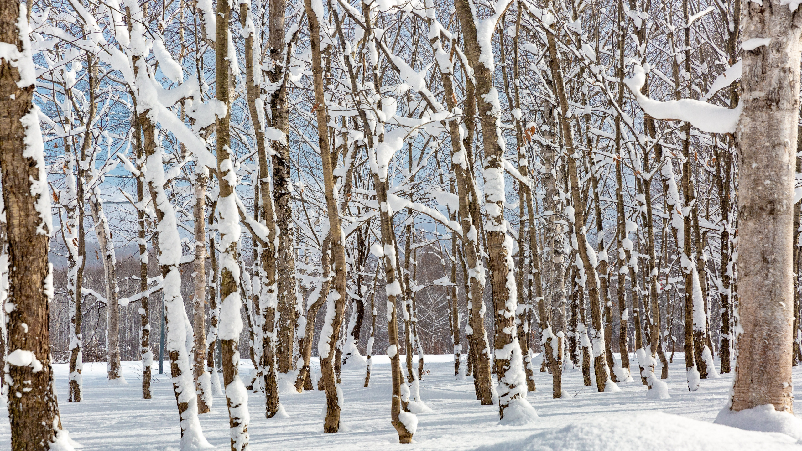 Neige en Forêt, Neige, Paysage Naturel, Rameau, Congélation. Wallpaper in 2560x1440 Resolution