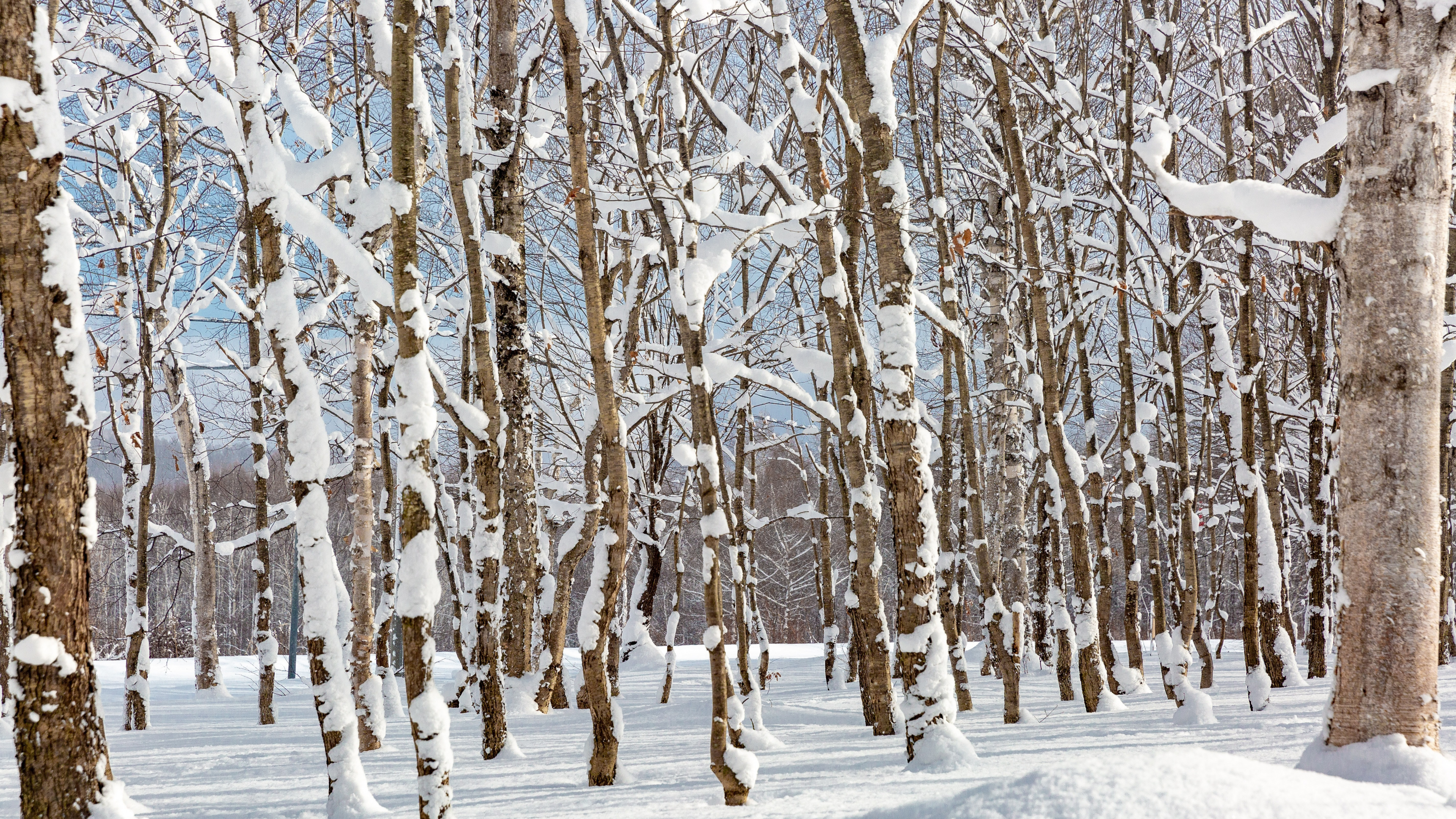 Neige en Forêt, Neige, Paysage Naturel, Rameau, Congélation. Wallpaper in 3840x2160 Resolution
