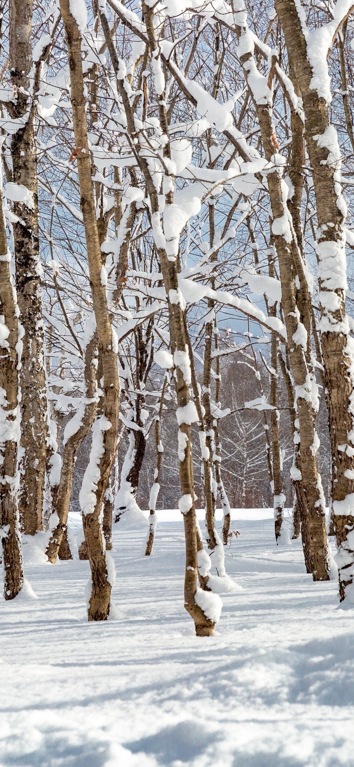 Nieve en el Bosque, Nieve, Paisaje Natural, Ramita, Madera. Wallpaper in 1242x2688 Resolution
