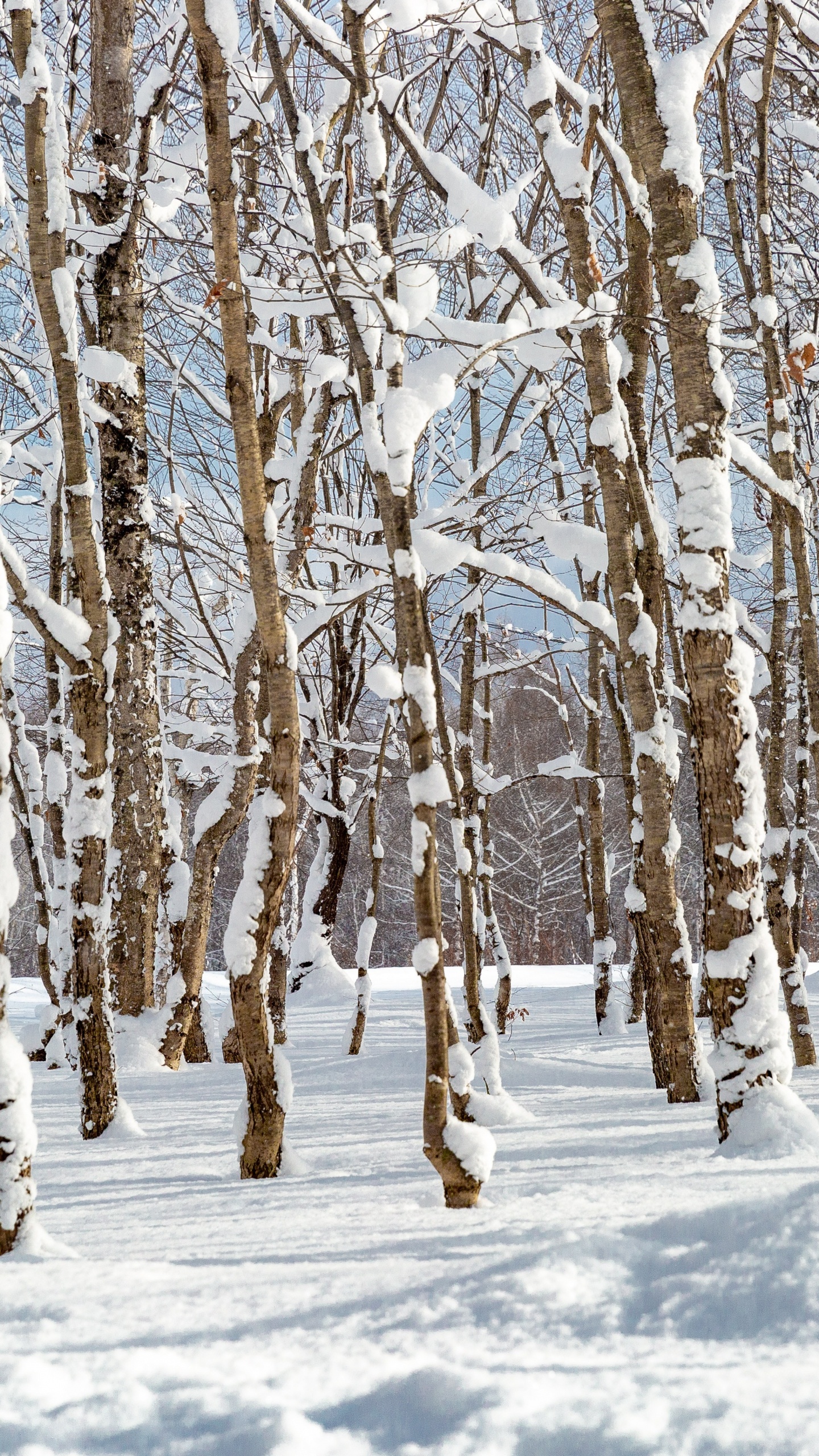 Nieve en el Bosque, Nieve, Paisaje Natural, Ramita, Madera. Wallpaper in 1440x2560 Resolution