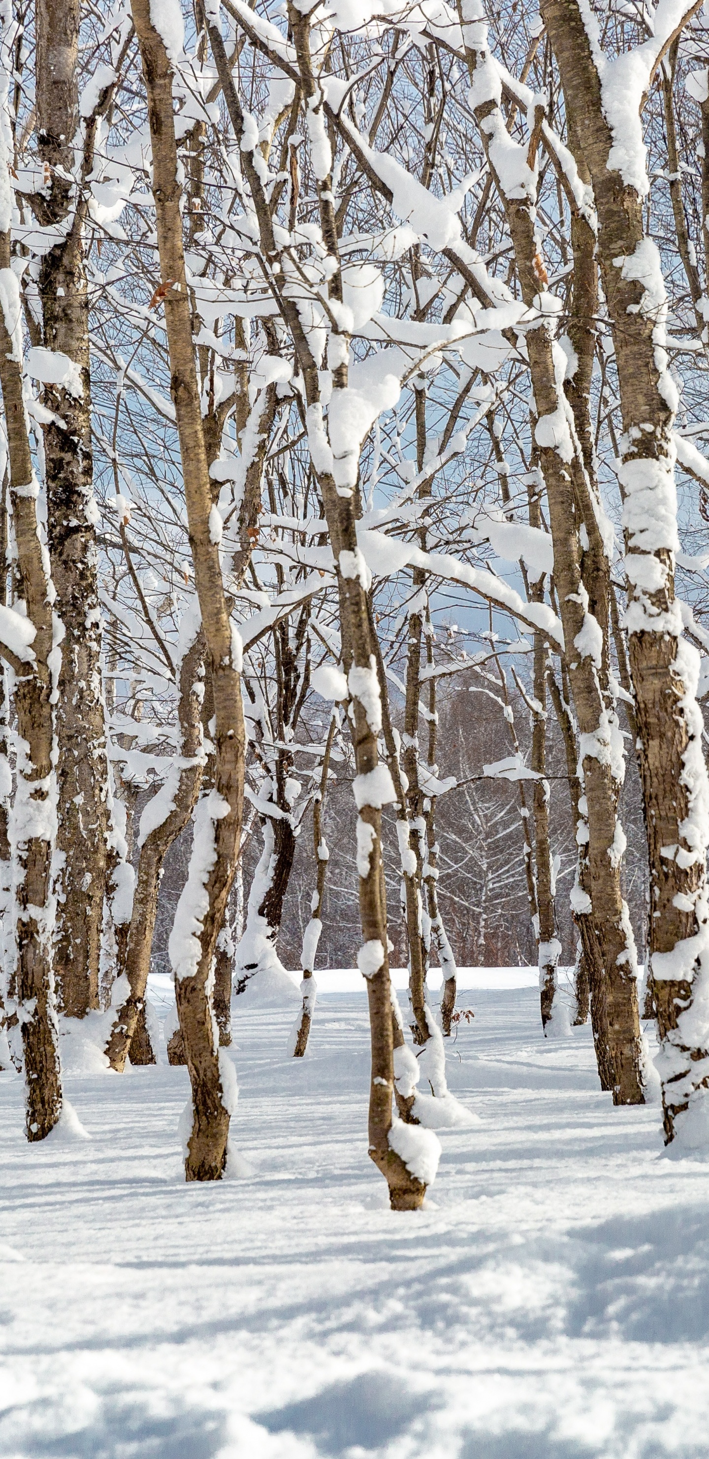 Nieve en el Bosque, Nieve, Paisaje Natural, Ramita, Madera. Wallpaper in 1440x2960 Resolution