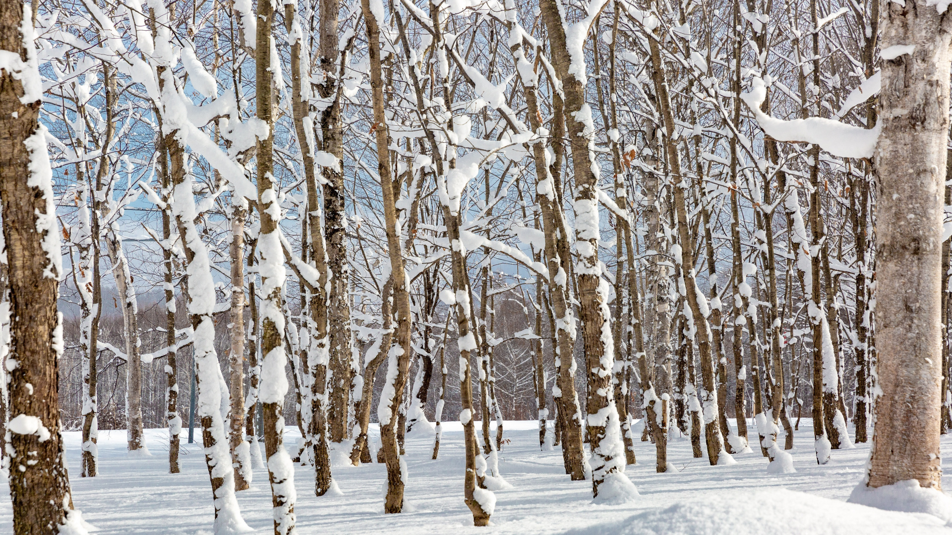 Snow in Forest, Snow, Plant, Natural Landscape, Twig. Wallpaper in 1920x1080 Resolution