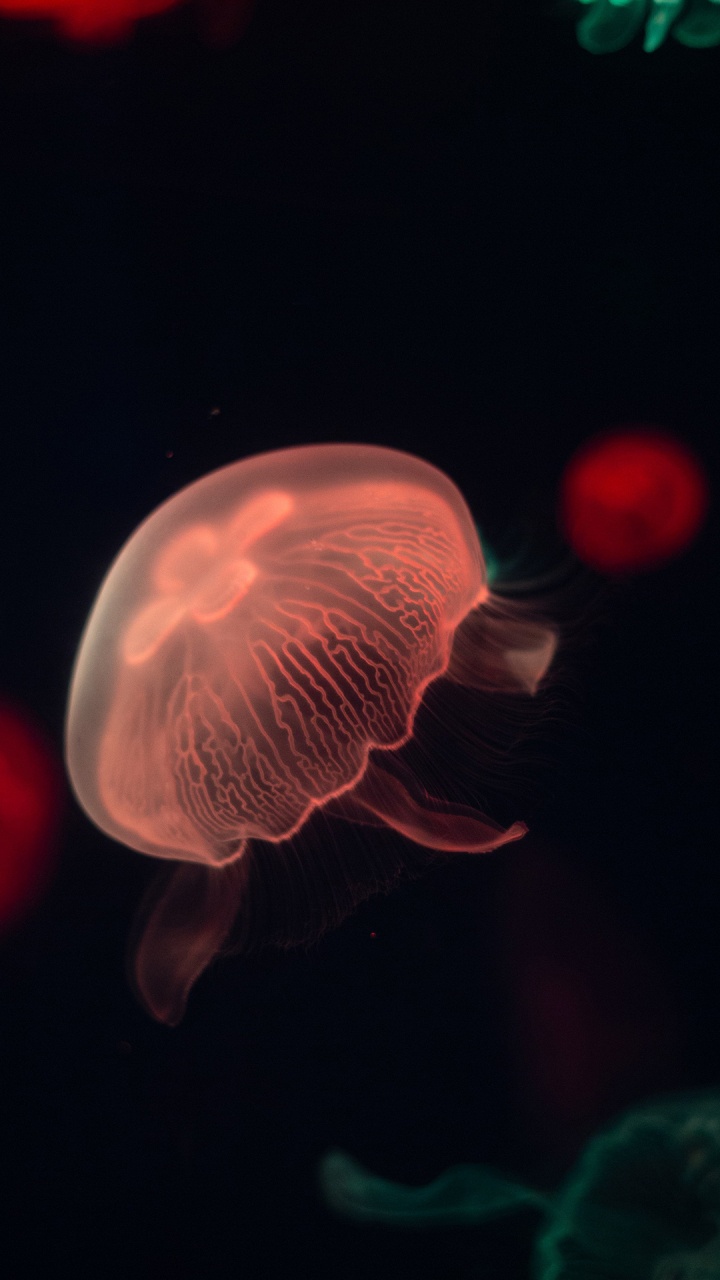 Qualle, Biolumineszenz, Wirbellose, Wasser, Gas. Wallpaper in 720x1280 Resolution