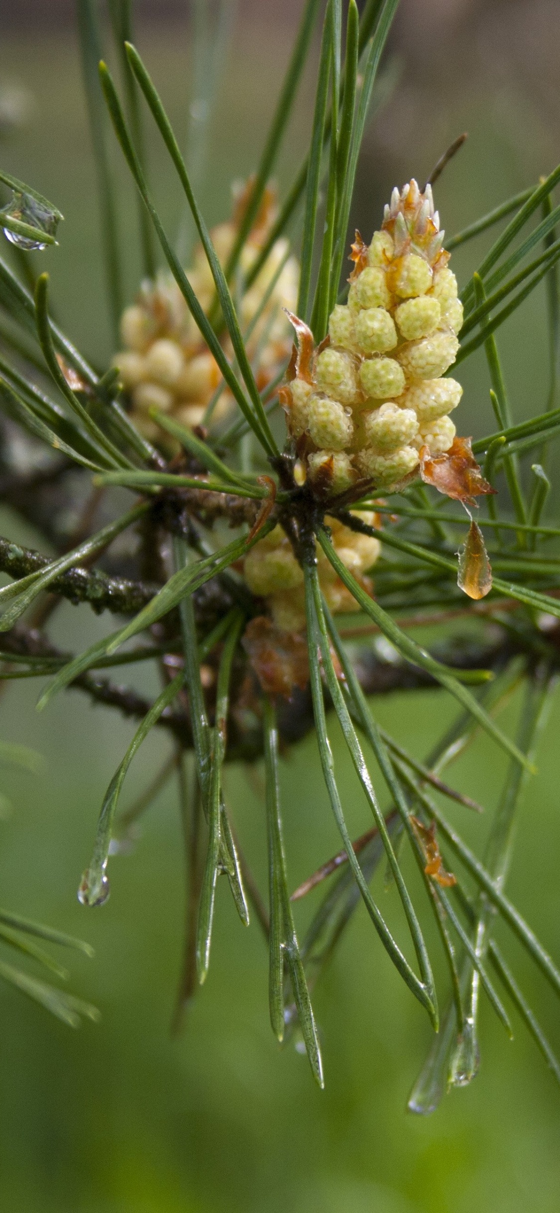 Plante Verte et Brune en Photographie Rapprochée. Wallpaper in 1125x2436 Resolution