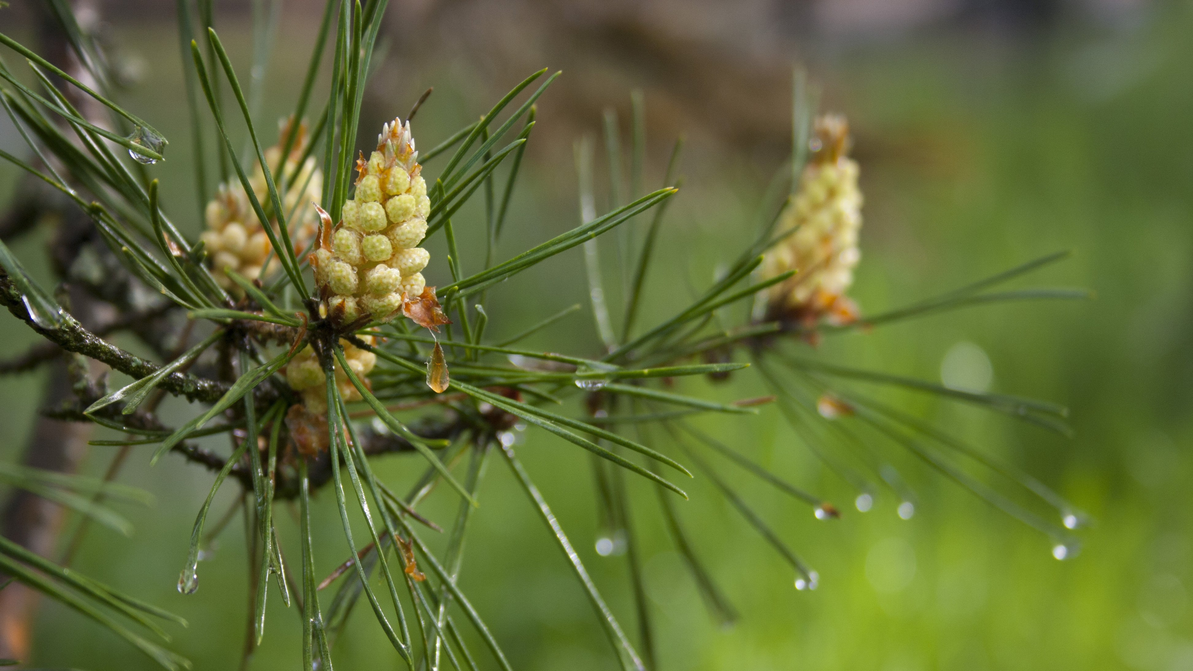 云杉, 落叶松, Fir, 针叶树, 针叶树锥 壁纸 3840x2160 允许