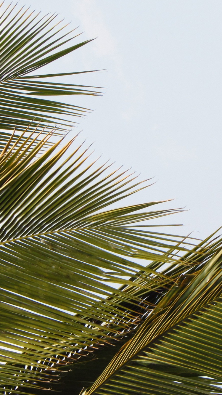 Grüne Palme Unter Weißen Wolken. Wallpaper in 750x1334 Resolution