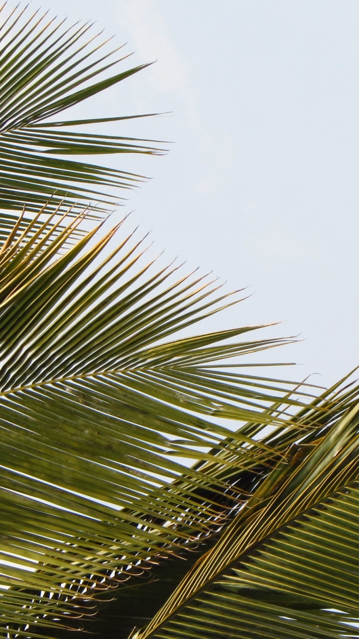 Green Palm Tree Under White Clouds. Wallpaper in 720x1280 Resolution