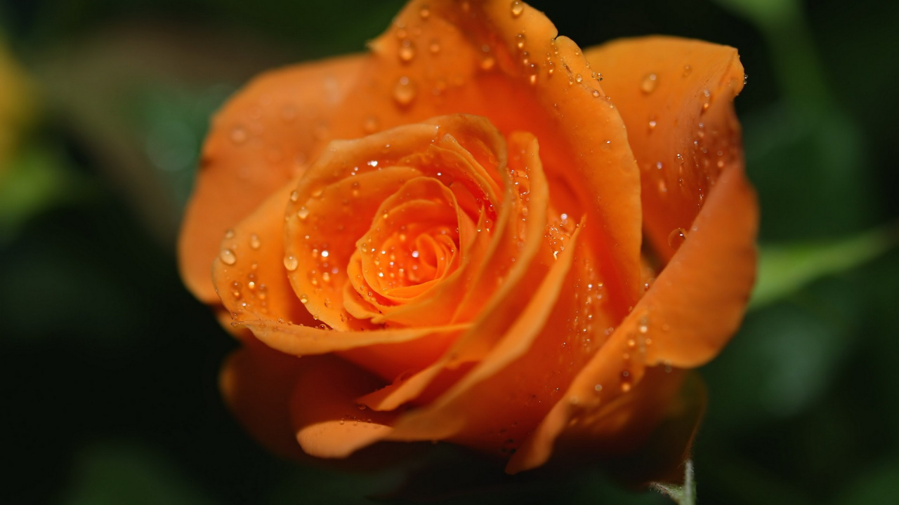 Orange Rose With Water Droplets. Wallpaper in 1280x720 Resolution