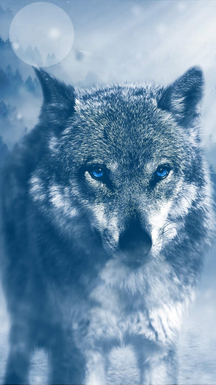 Gray Wolf on Snow Covered Ground. Wallpaper in 720x1280 Resolution