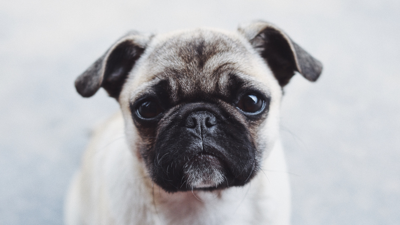 Fawn Pug on Grey Floor. Wallpaper in 1366x768 Resolution