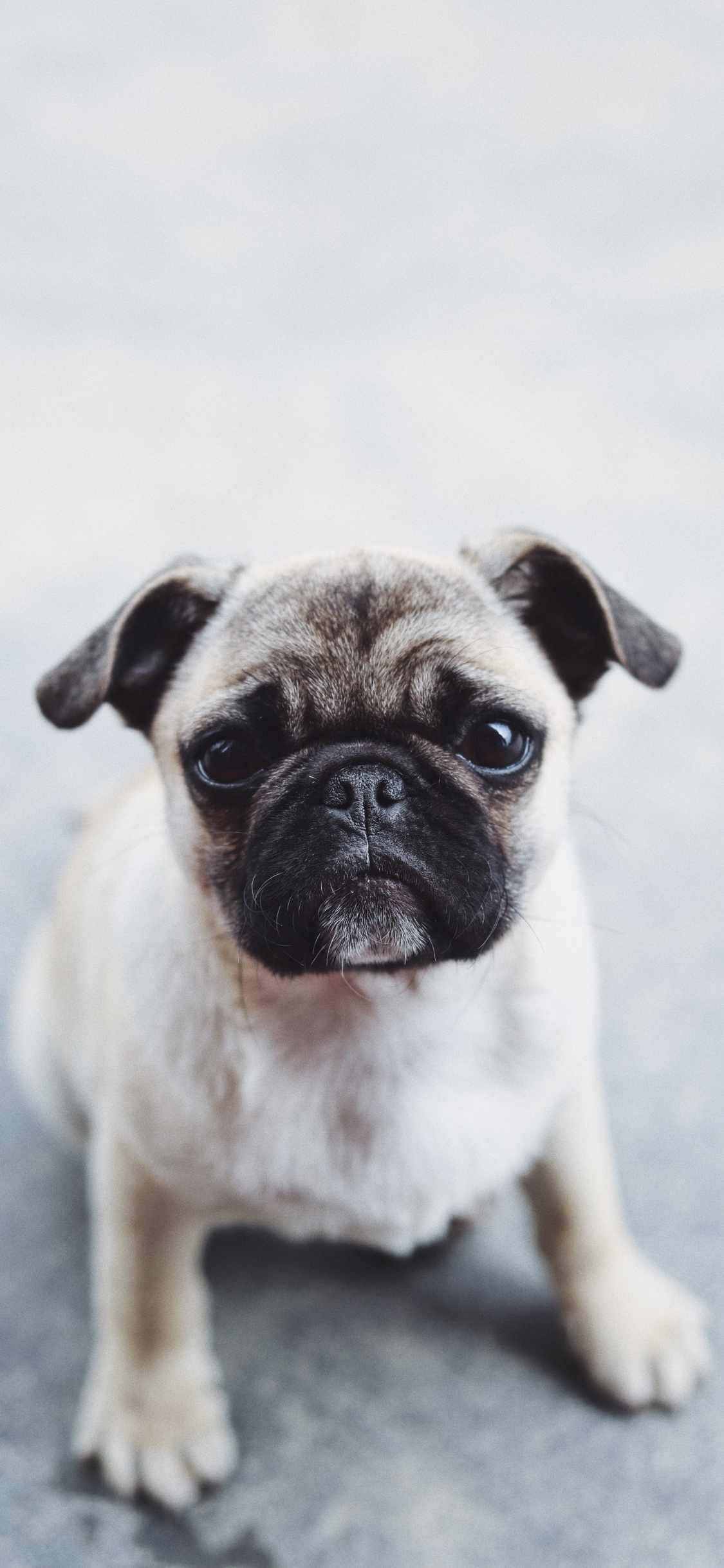 Fawn Pug en Piso Gris. Wallpaper in 1125x2436 Resolution