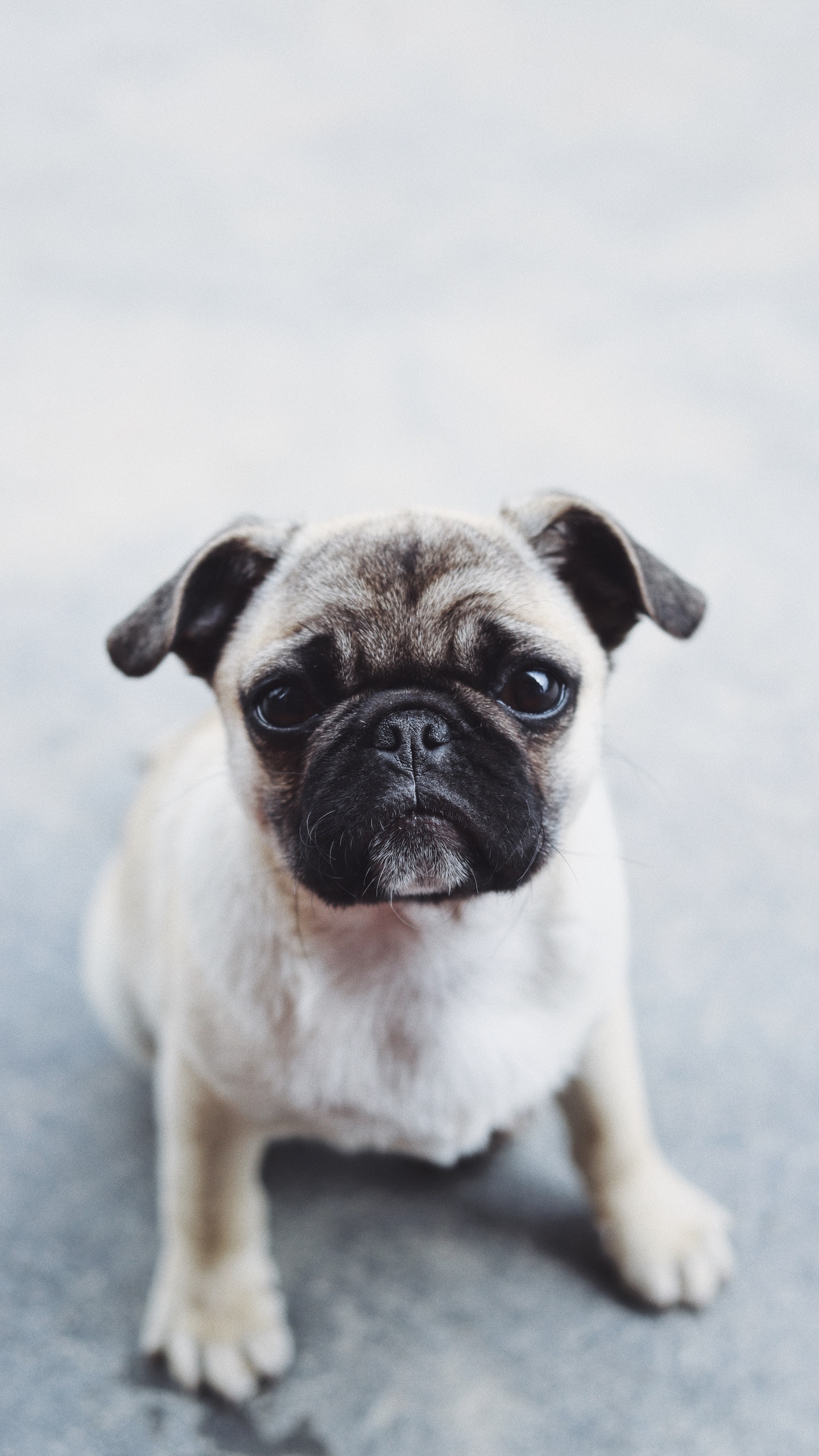 Fawn Pug en Piso Gris. Wallpaper in 1440x2560 Resolution