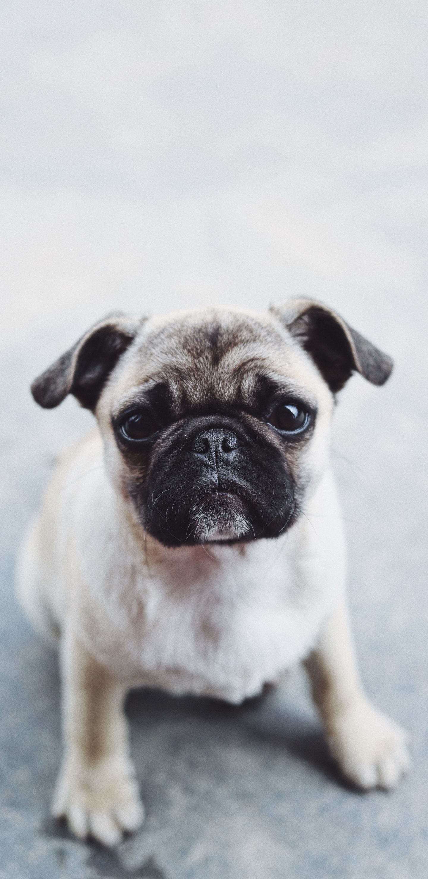 Fawn Pug en Piso Gris. Wallpaper in 1440x2960 Resolution