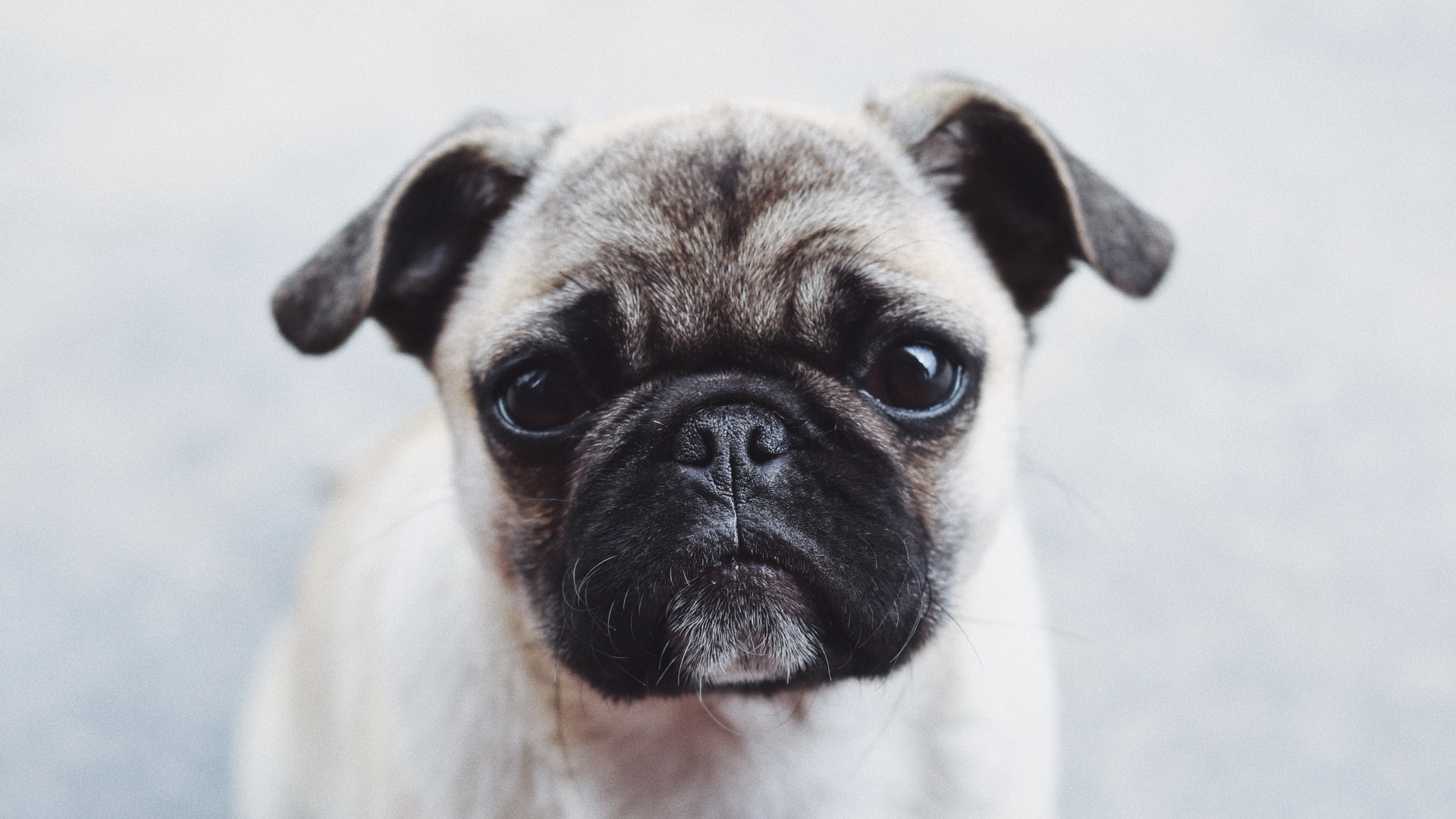 Fawn Pug en Piso Gris. Wallpaper in 1920x1080 Resolution