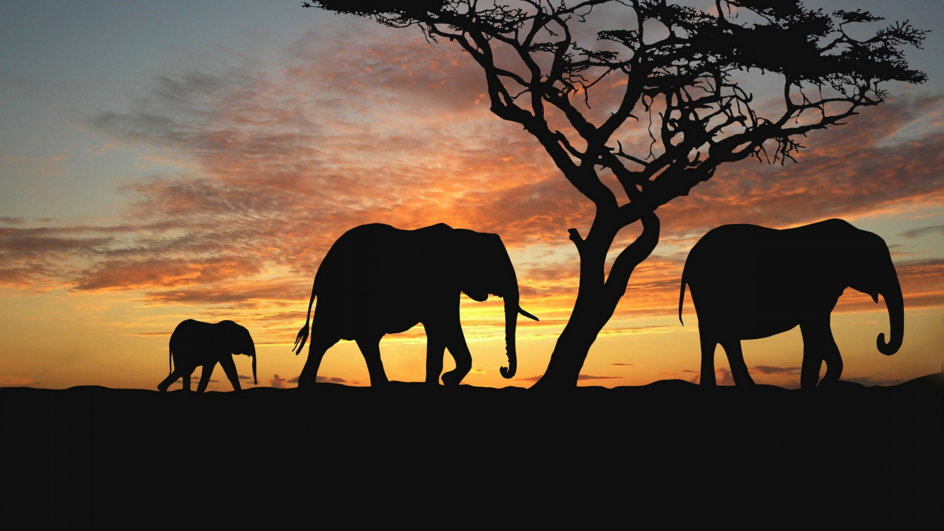 Silueta de Elefante Caminando Sobre Suelo de Tierra Durante la Puesta de Sol. Wallpaper in 1920x1080 Resolution