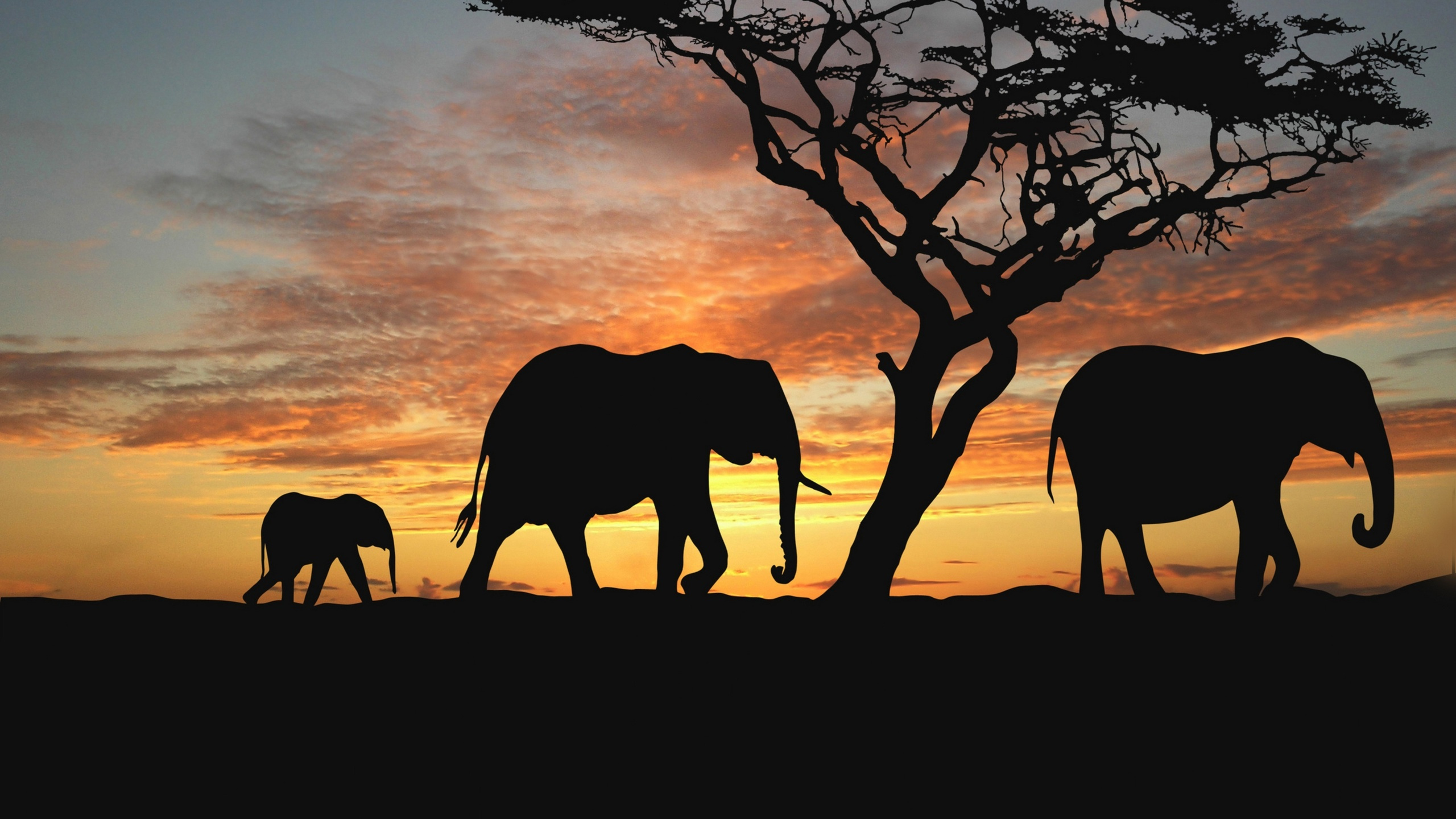 Silhouette D'éléphant Marchant Sur un Sol de Terre Pendant le Coucher du Soleil. Wallpaper in 2560x1440 Resolution