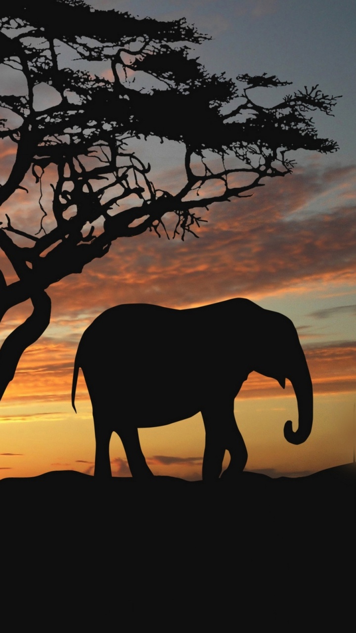 Silhouette D'éléphant Marchant Sur un Sol de Terre Pendant le Coucher du Soleil. Wallpaper in 720x1280 Resolution