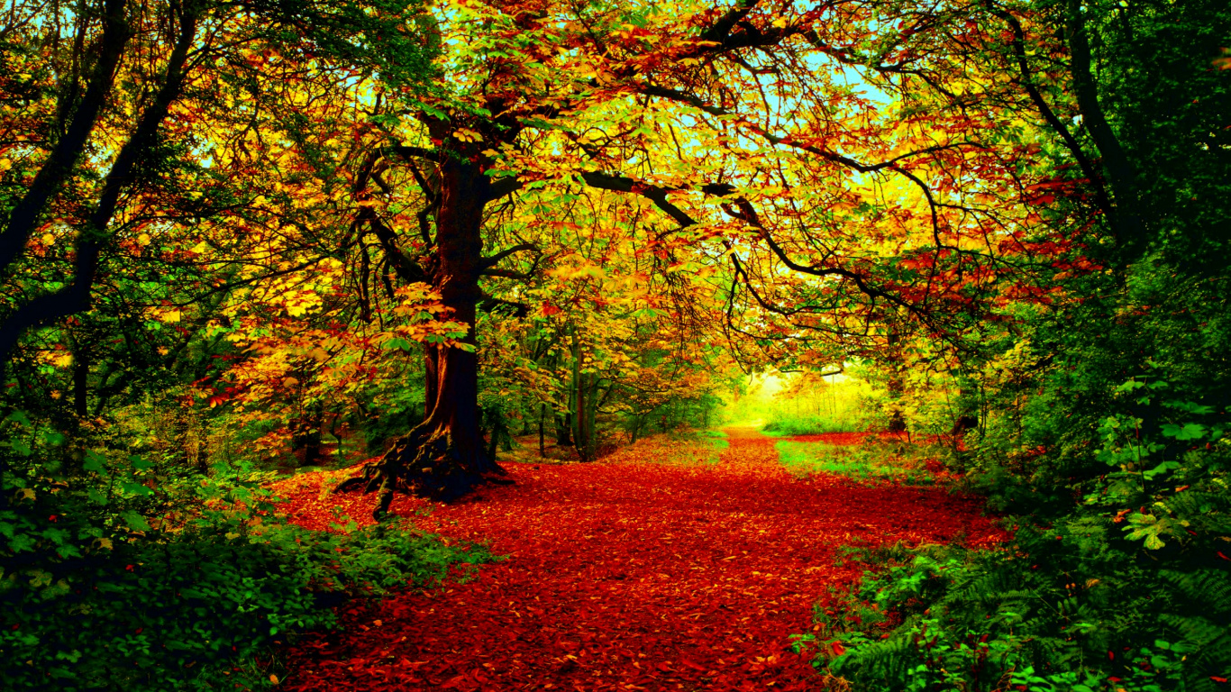 Brown and Green Trees on Brown Grass Field During Daytime. Wallpaper in 1366x768 Resolution