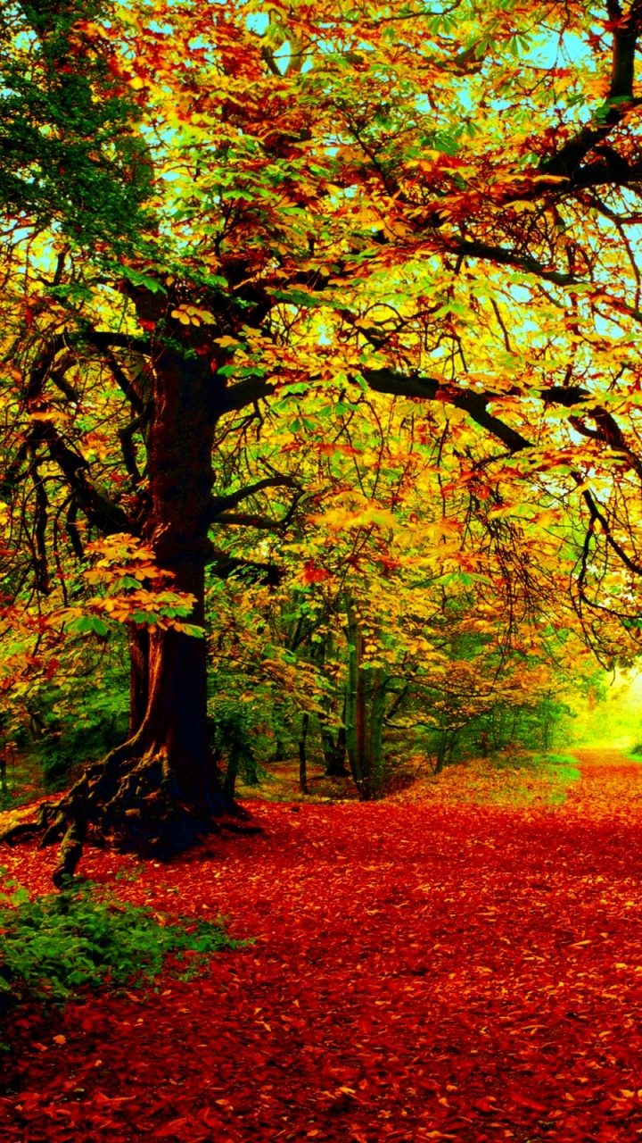 Brown and Green Trees on Brown Grass Field During Daytime. Wallpaper in 720x1280 Resolution