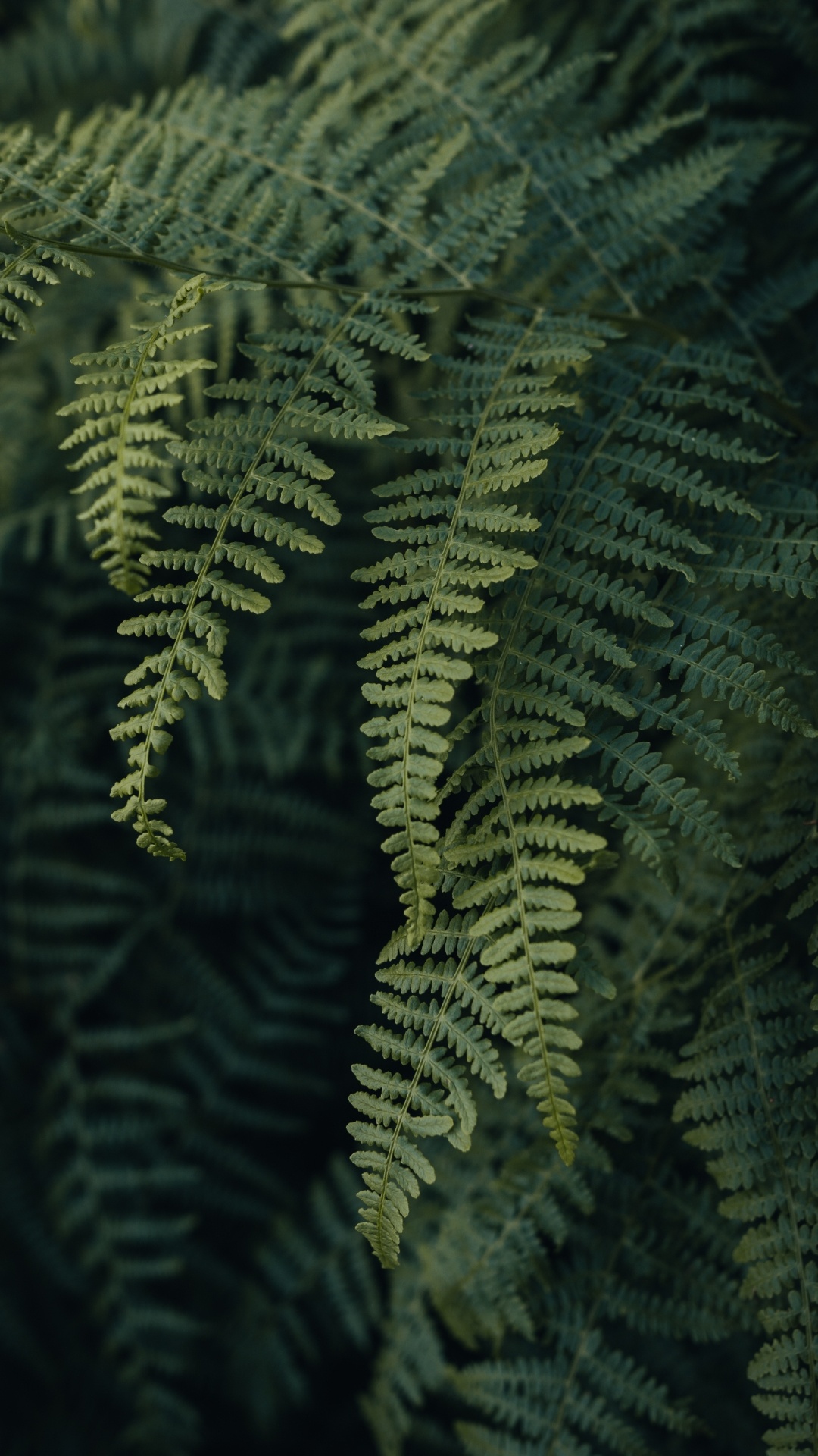 Gras, Branch, Terrestrische Pflanzen, Zweig, Bodendecker. Wallpaper in 1080x1920 Resolution