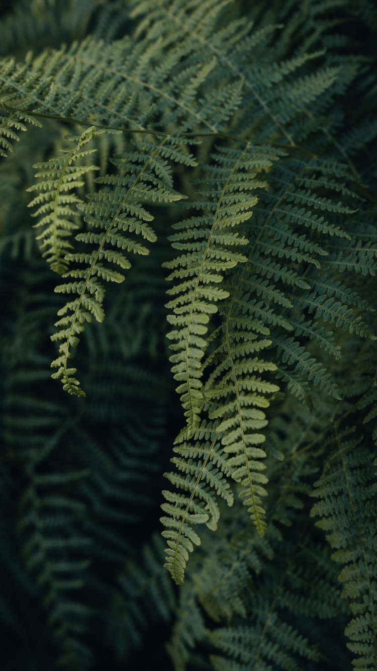 Grass, Plant, Branch, Terrestrial Plant, Twig. Wallpaper in 750x1334 Resolution