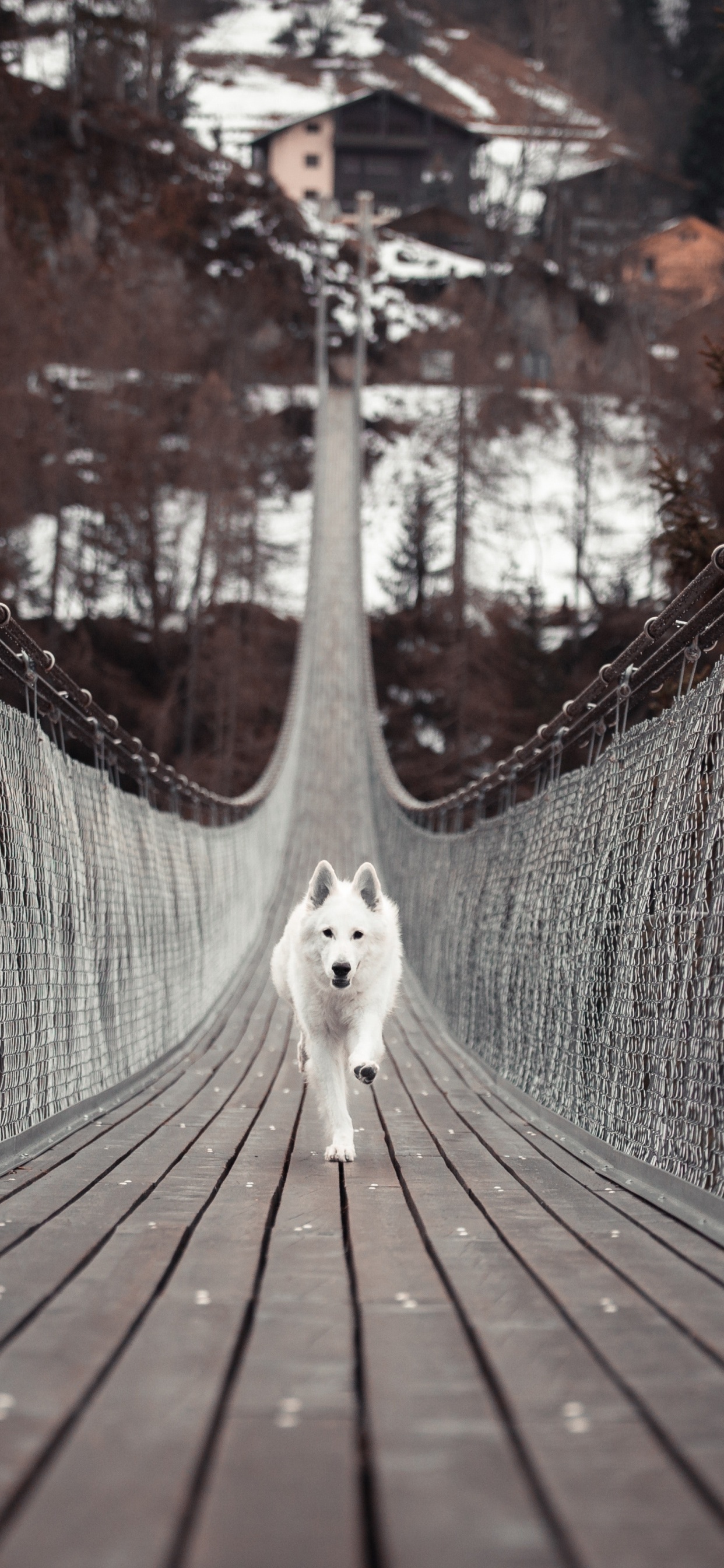 White Long Coated Dog on Brown Wooden Bridge. Wallpaper in 1242x2688 Resolution