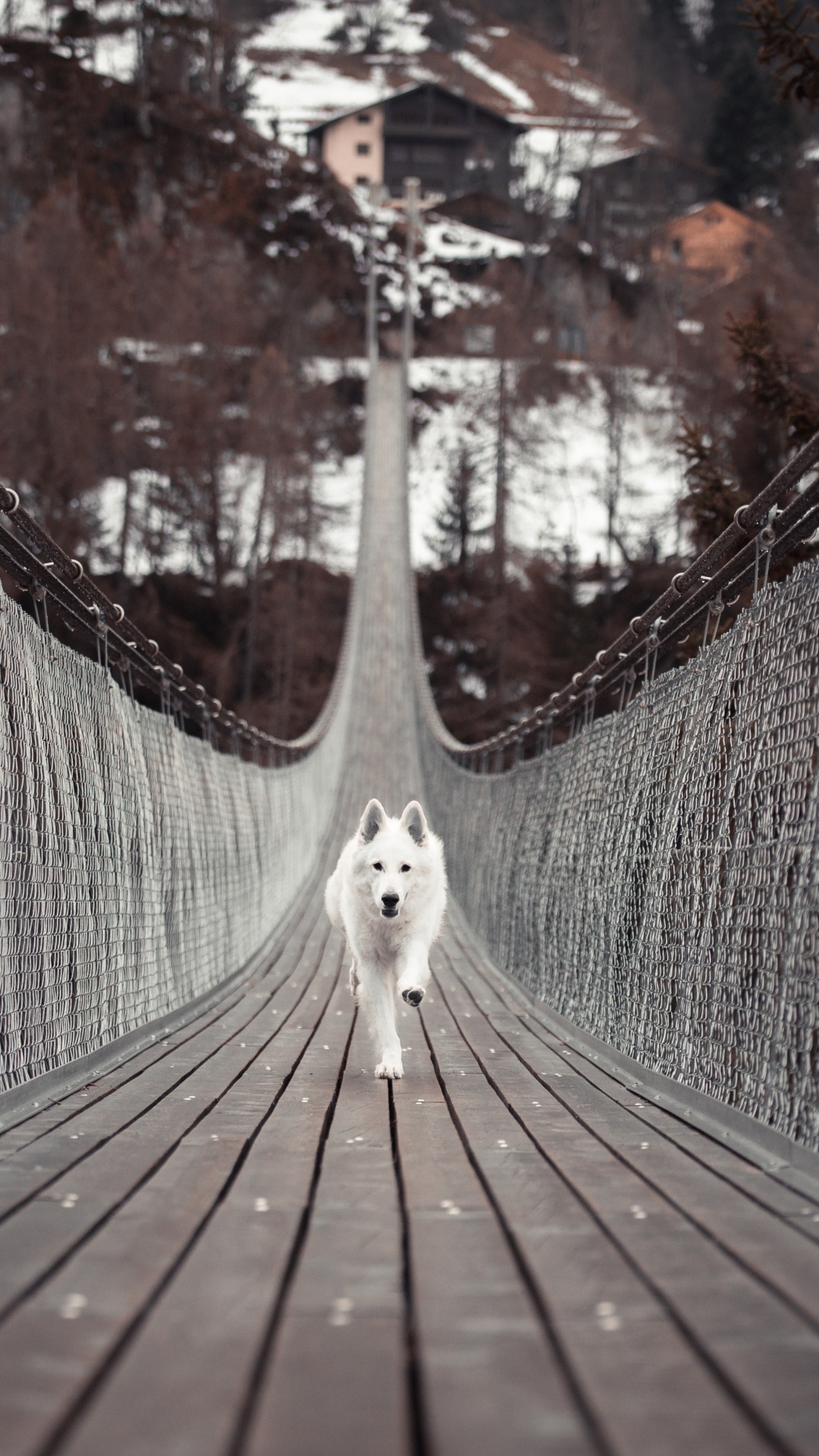 Weißer Langhaariger Hund Auf Brauner Holzbrücke. Wallpaper in 1080x1920 Resolution