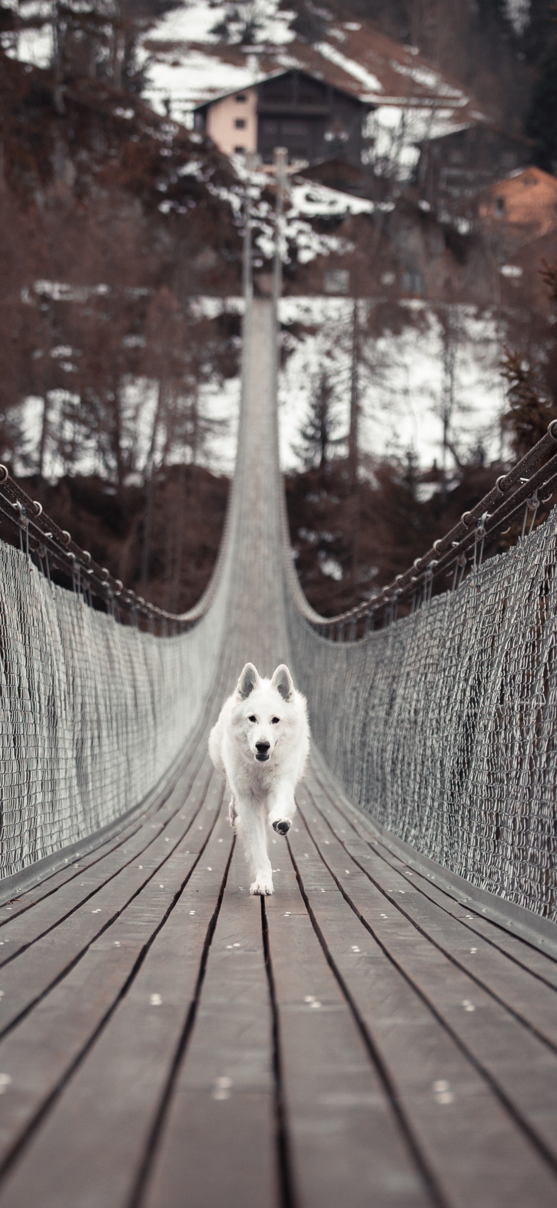 Weißer Langhaariger Hund Auf Brauner Holzbrücke. Wallpaper in 1125x2436 Resolution