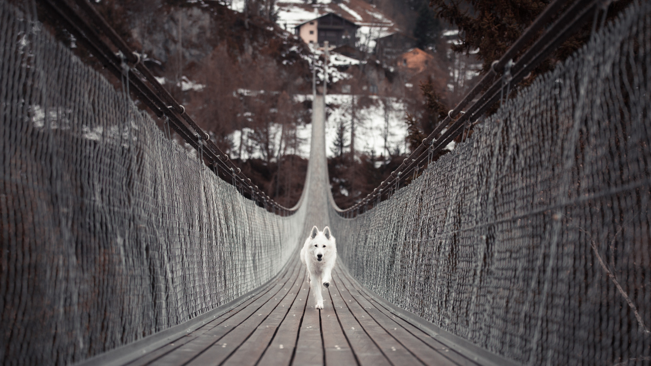 Weißer Langhaariger Hund Auf Brauner Holzbrücke. Wallpaper in 1280x720 Resolution