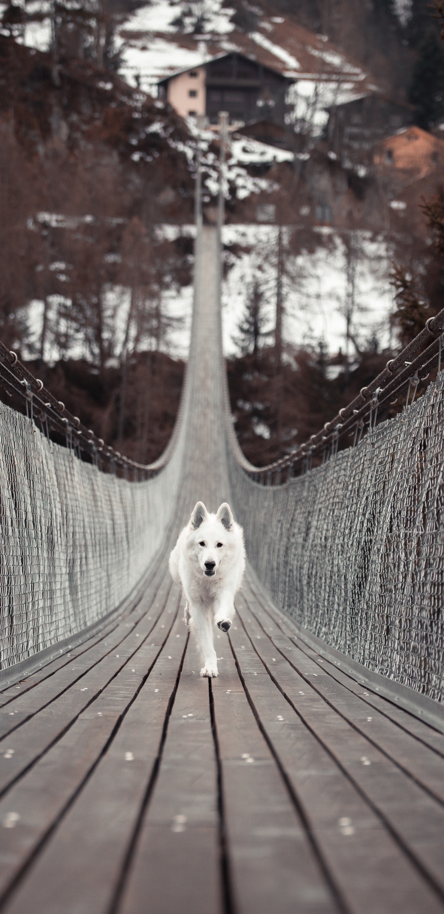 Weißer Langhaariger Hund Auf Brauner Holzbrücke. Wallpaper in 1440x2960 Resolution